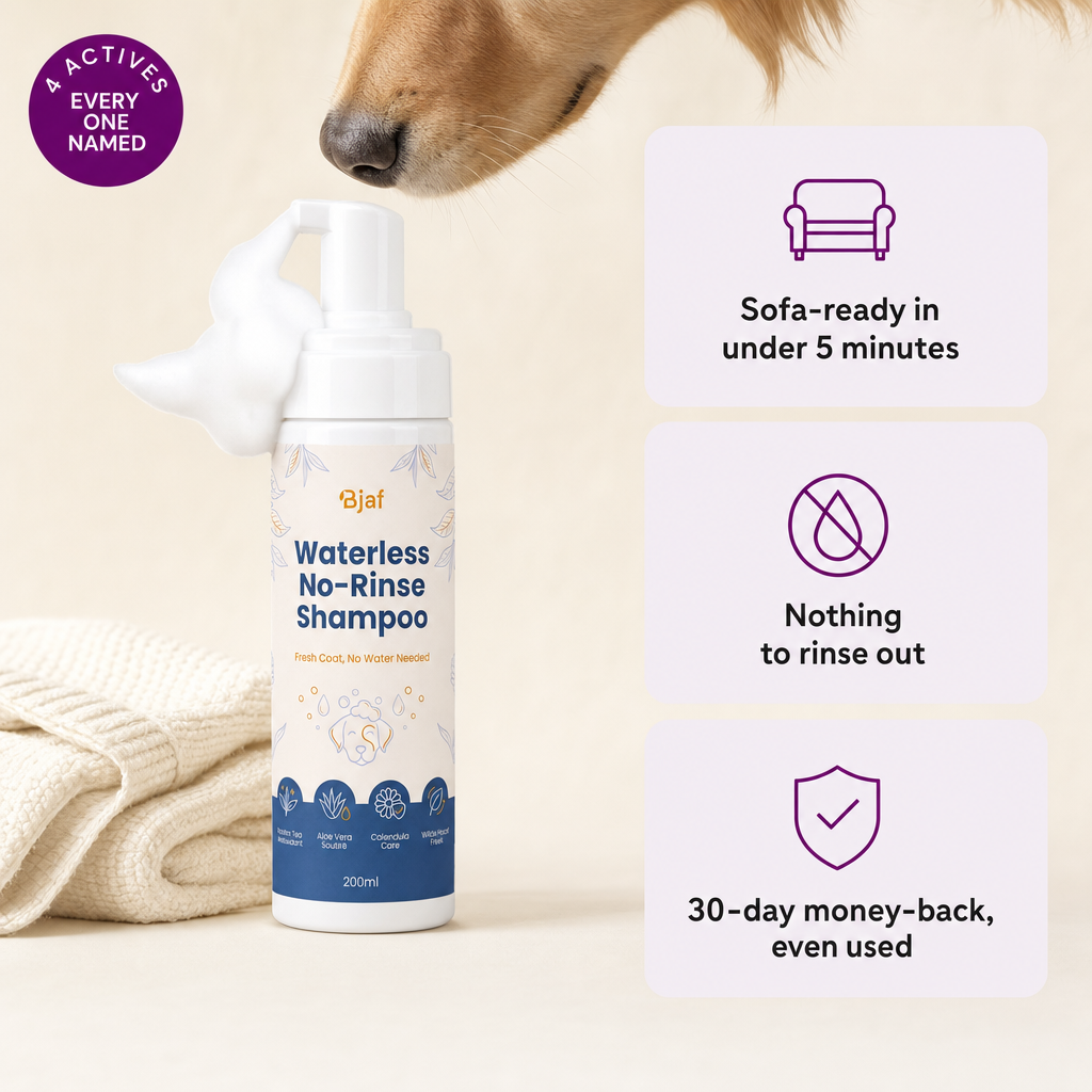 Bjaf Waterless No-Rinse Shampoo 200 ml foam bottle. 4 actives, every one named. Sofa-ready in under 5 minutes, nothing to rinse out, 30-day money-back even used.